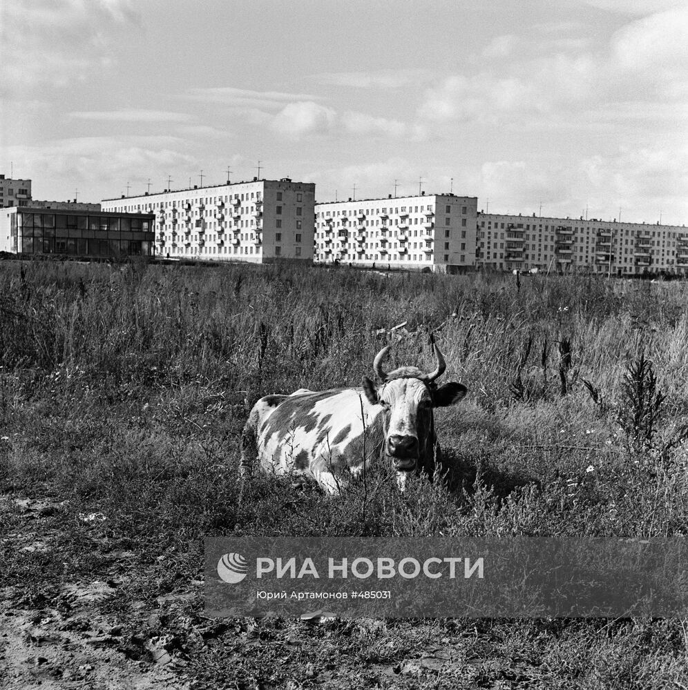 Корова в Беляево-Богородском