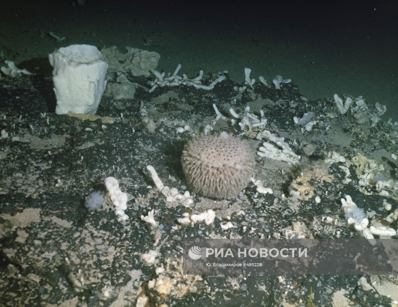Морские губки и кораллы