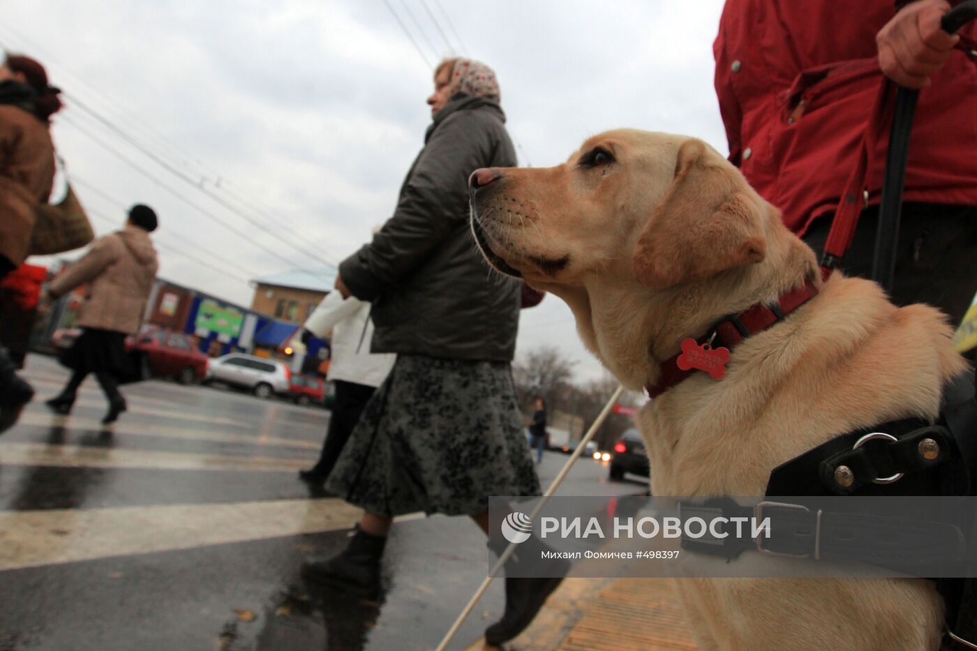 Тренировка собак-поводырей в Москве