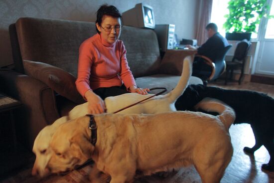 Работа собак-поводырей с инвалидом по зрению