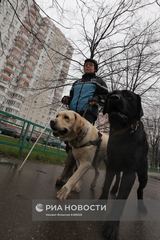 Работа собак-поводырей с инвалидом по зрению