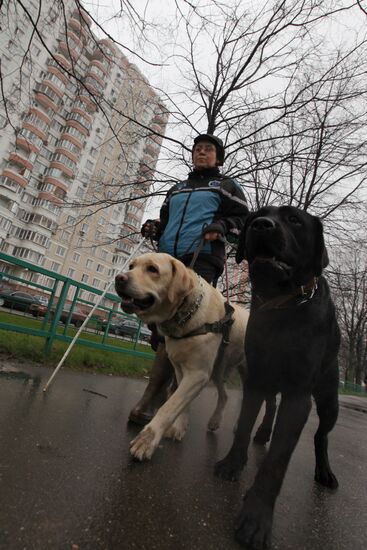 Работа собак-поводырей с инвалидом по зрению