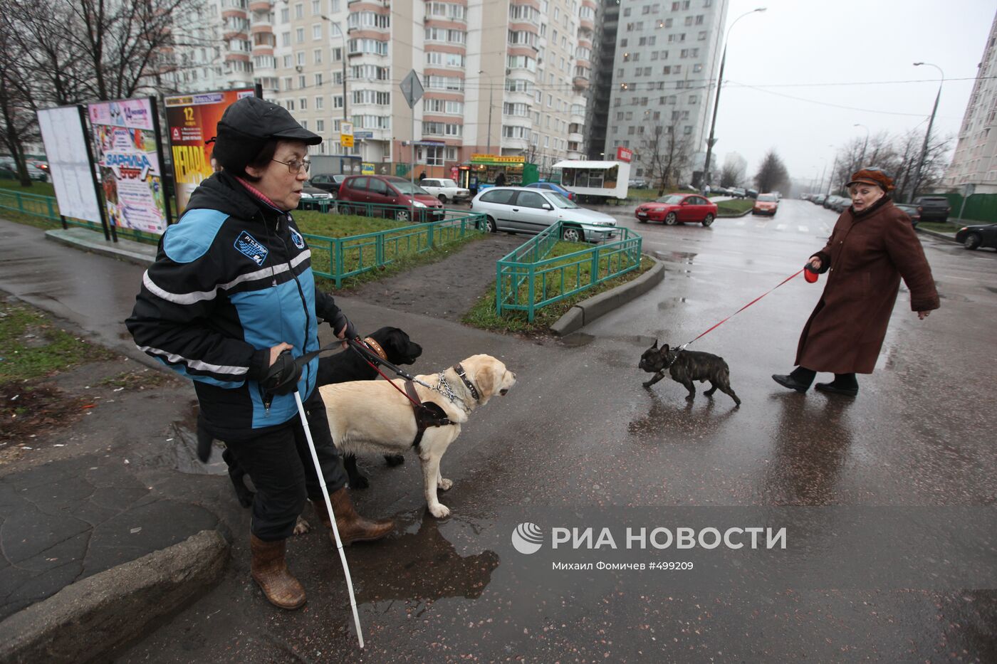 Работа собак-поводырей с инвалидом по зрению