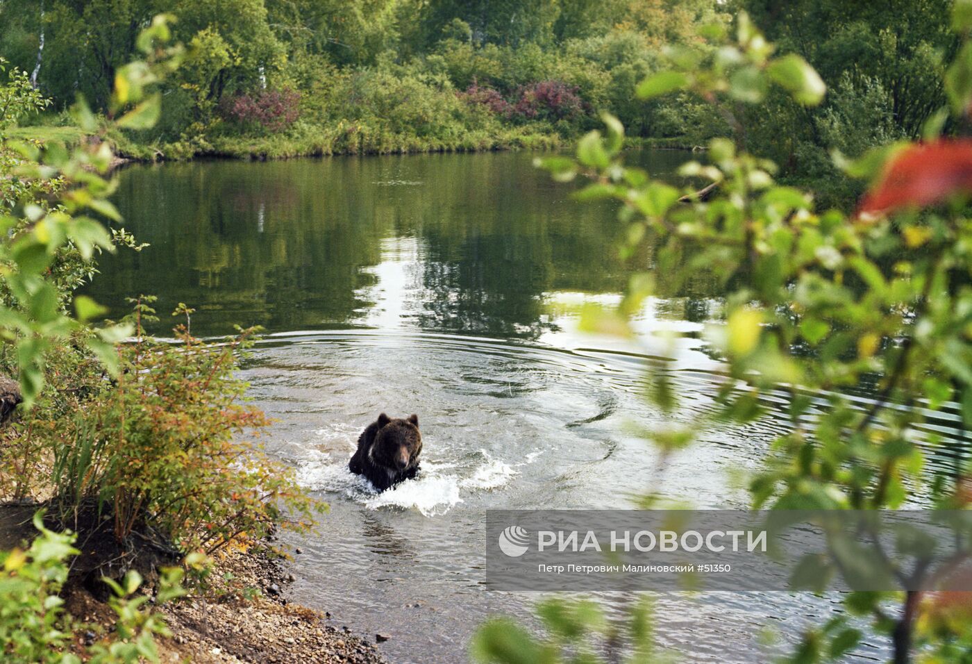 Медведь на реке