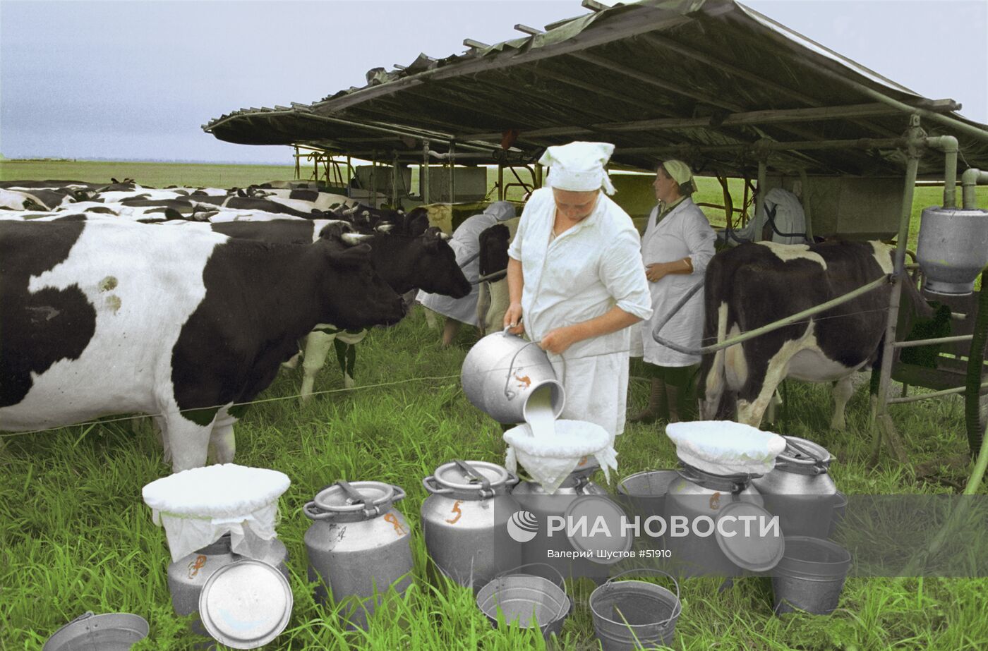 Доярка молочной фермы