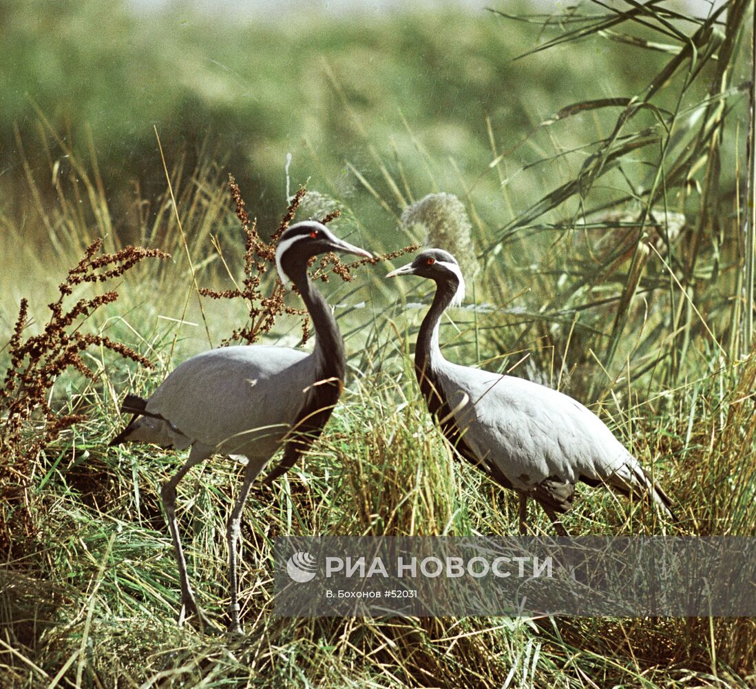 ЖУРАВЛИ-КРАСАВКИ АСКАНИЯ-НОВА