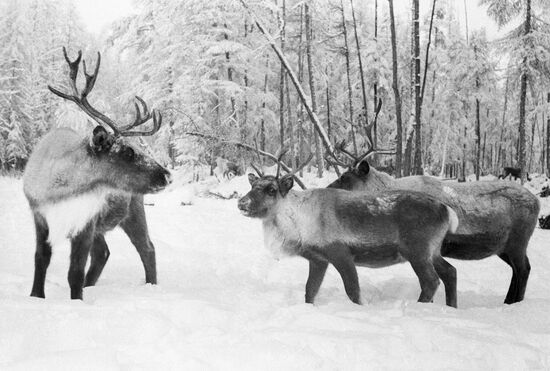 ОЛЕНИ ТАЙГА