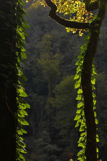 Осень в Сочи