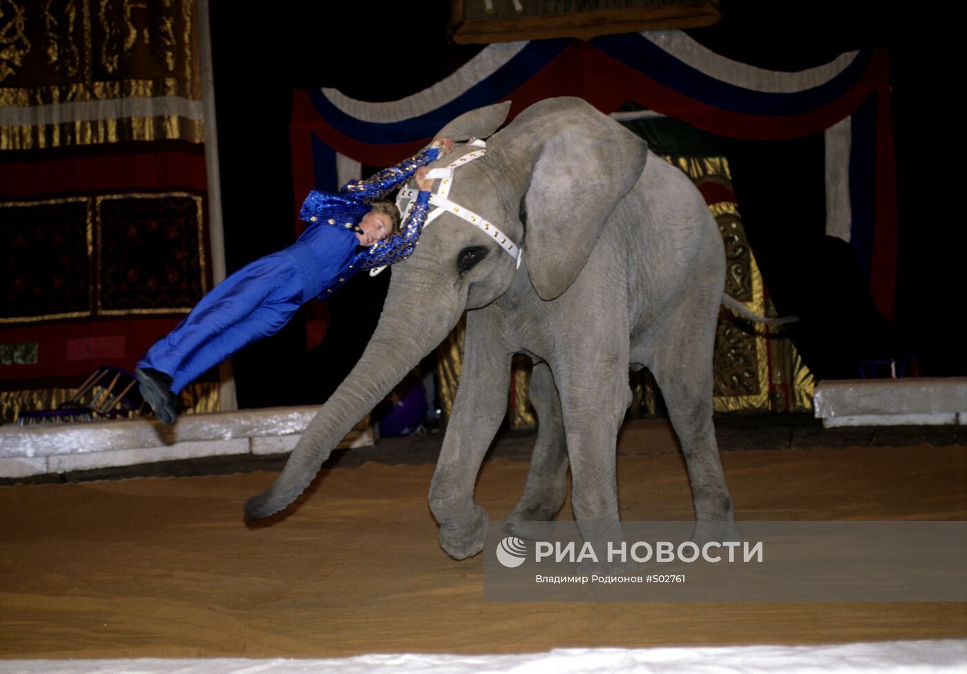 Дрессировщик Андрей Корнилов со слоном