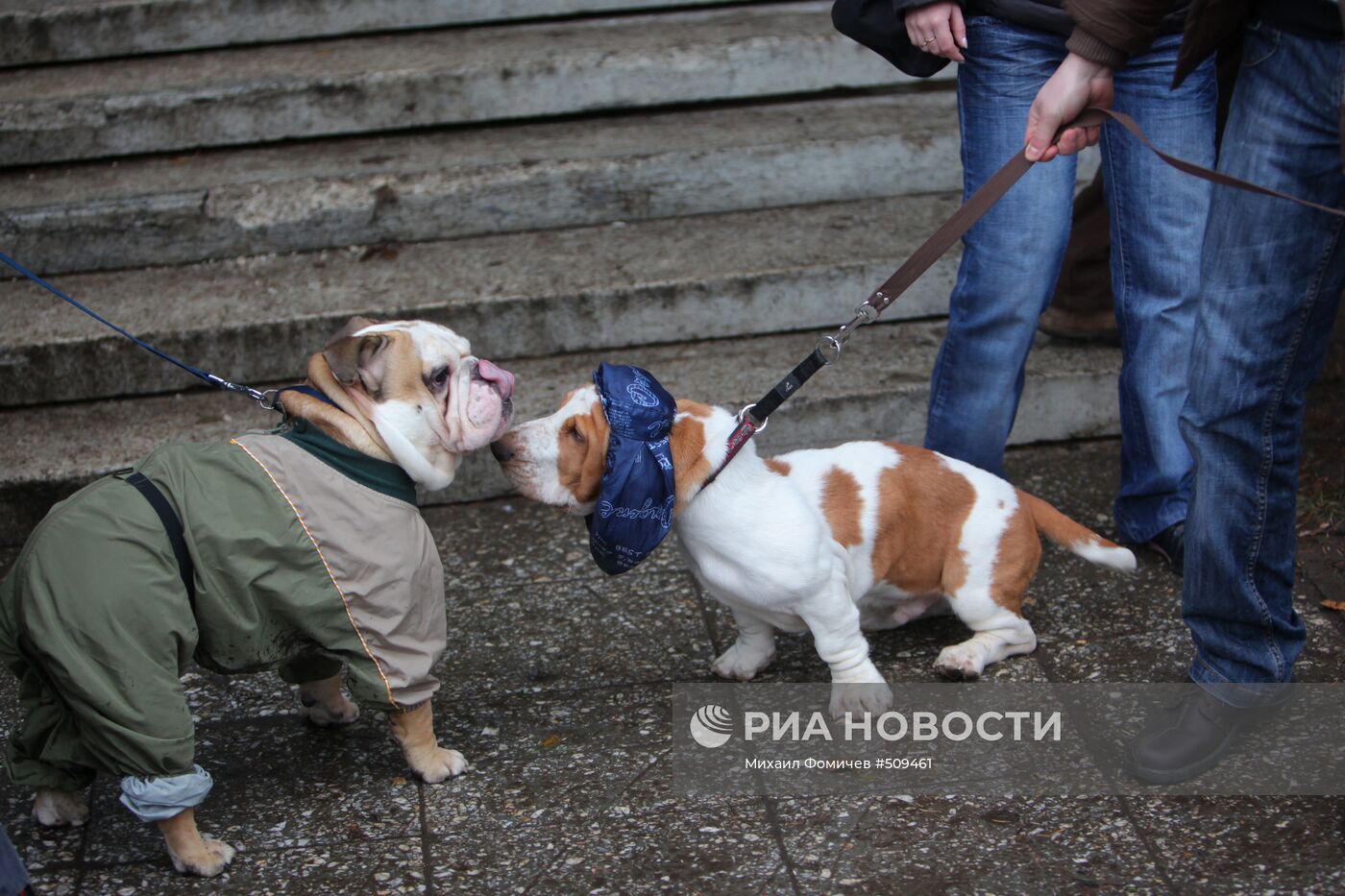 Выставка собак всех пород прошла на ВВЦ