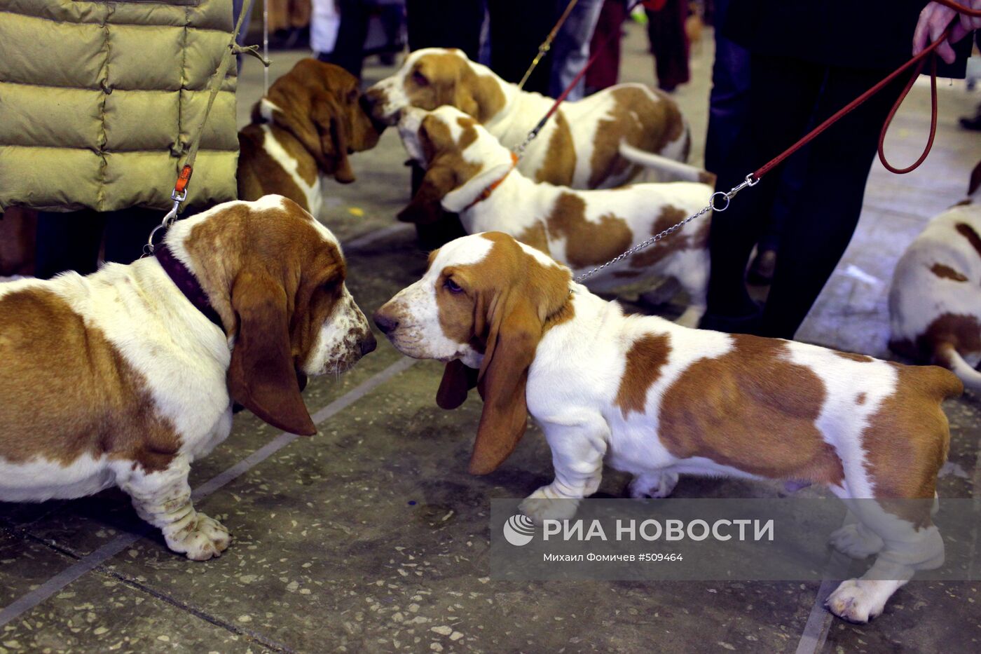 Выставка собак всех пород прошла на ВВЦ