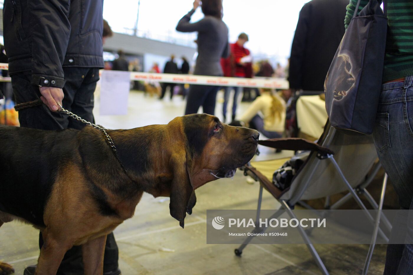 Выставка собак всех пород прошла на ВВЦ