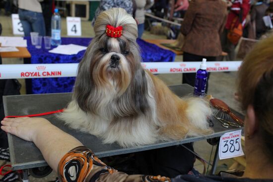 Выставка собак всех пород прошла на ВВЦ