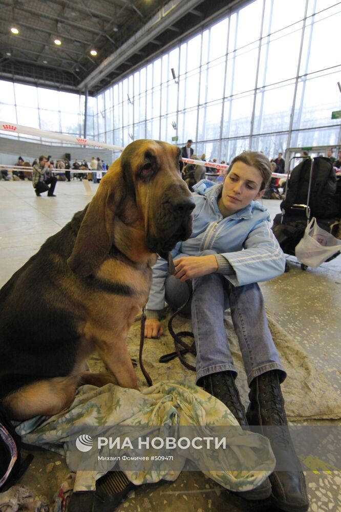 Выставка собак всех пород прошла на ВВЦ