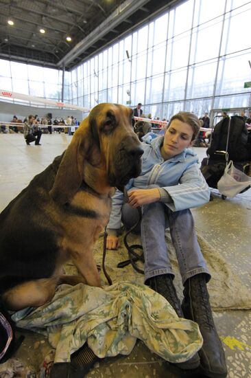 Выставка собак всех пород прошла на ВВЦ