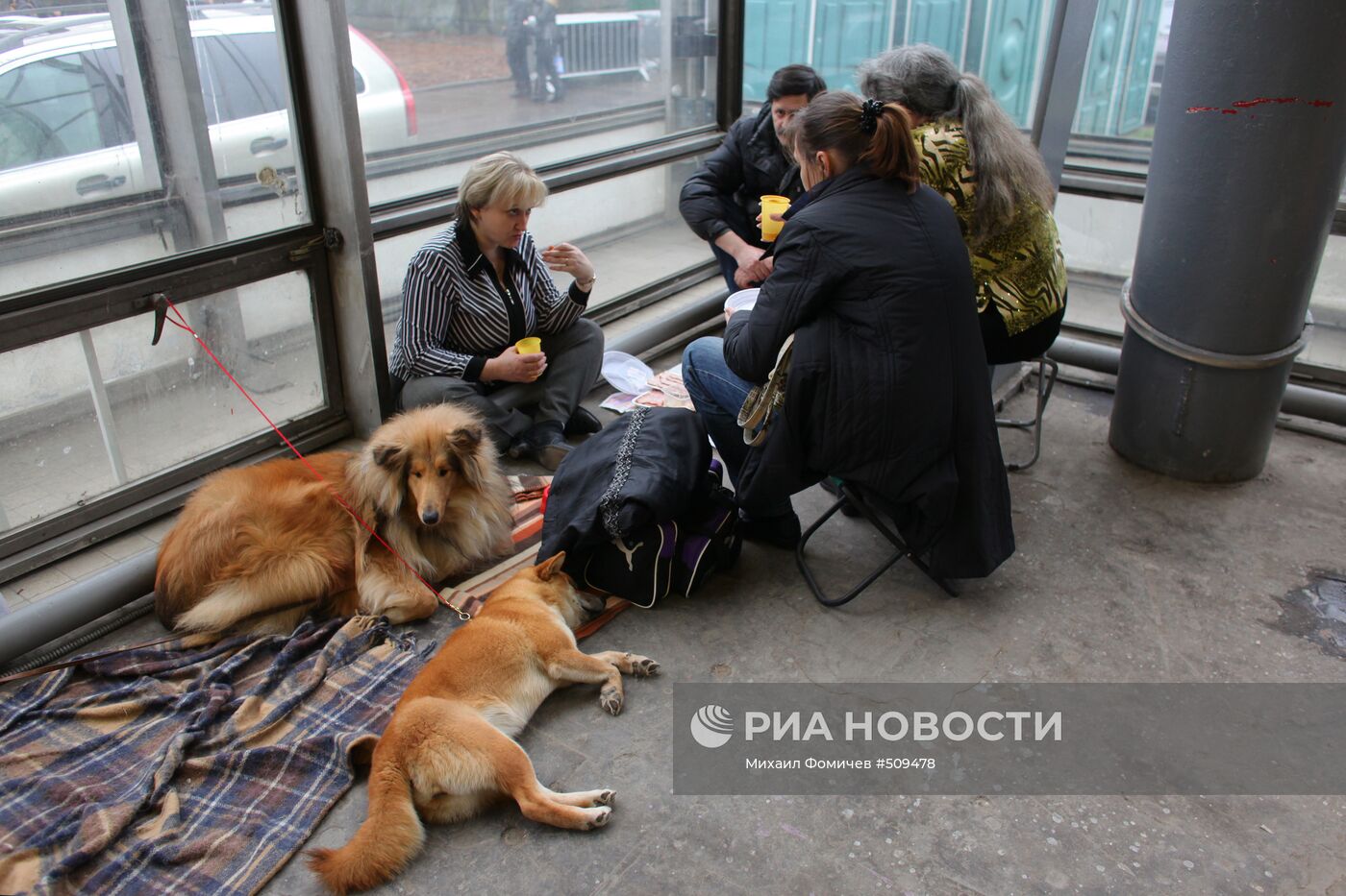 Выставка собак всех пород прошла на ВВЦ