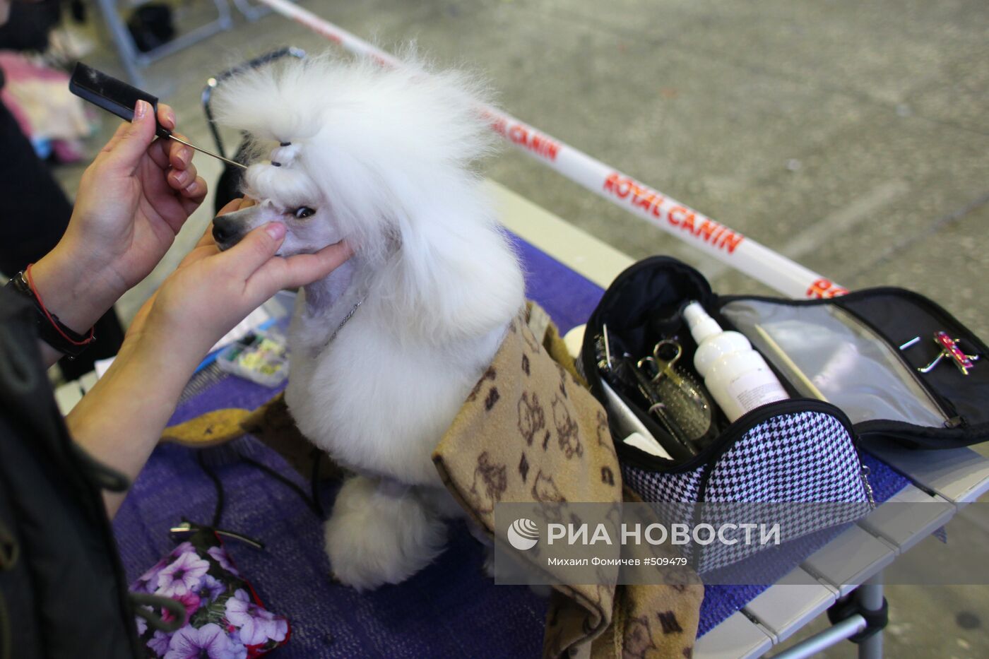 Выставка собак всех пород прошла на ВВЦ