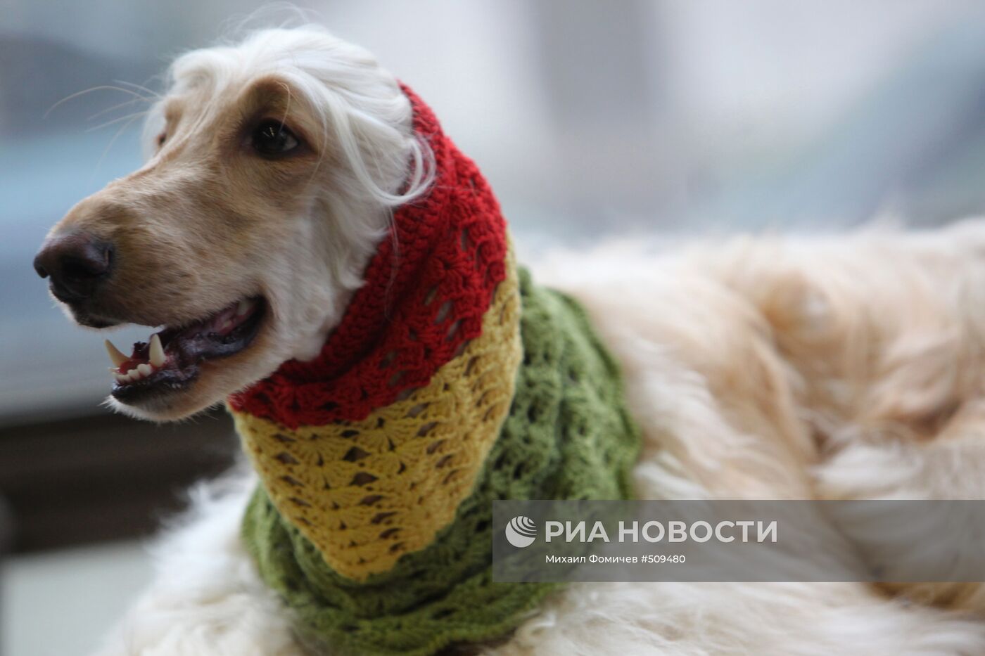 Выставка собак всех пород прошла на ВВЦ