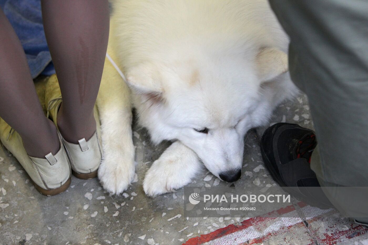 Выставка собак всех пород прошла на ВВЦ