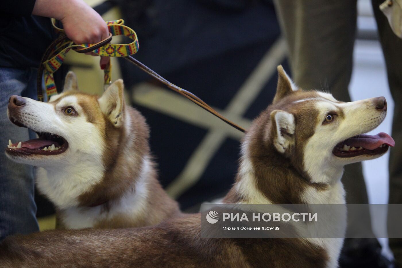 Выставка собак всех пород прошла на ВВЦ