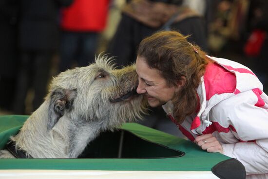 Выставка собак всех пород прошла на ВВЦ
