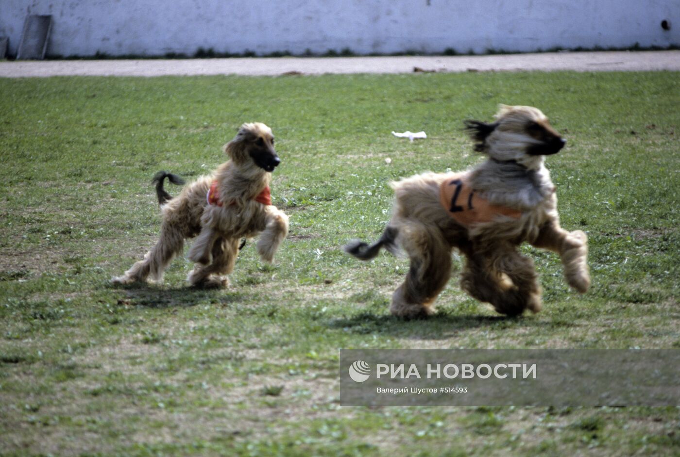 Афганские борзые