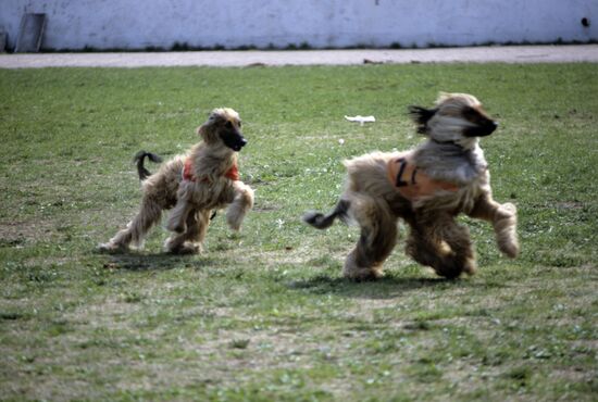 Афганские борзые