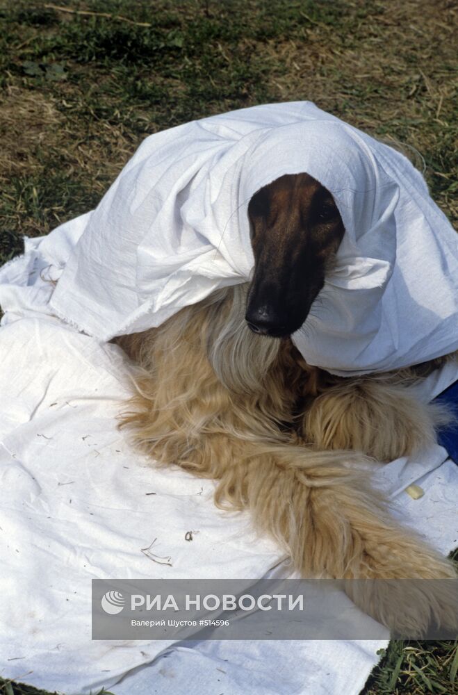 Афганская борзая