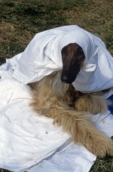 Афганская борзая