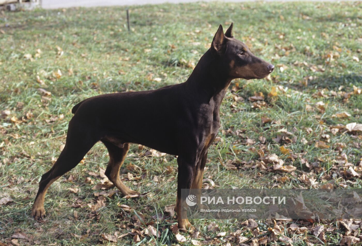 Доберман-пинчер