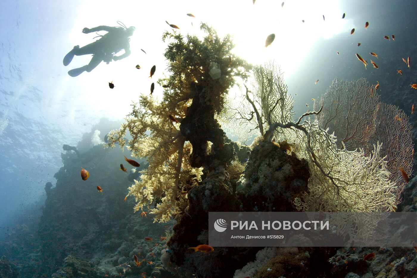 Зарубежные страны: Египет