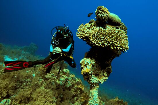 Зарубежные страны: Египет