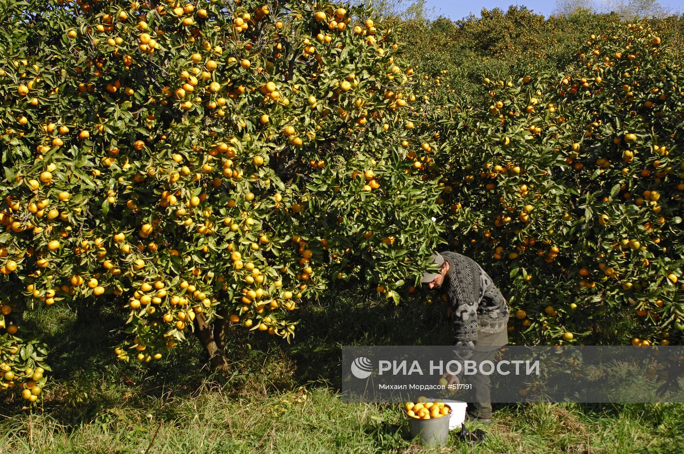 Сбор мандарин в Абхазии