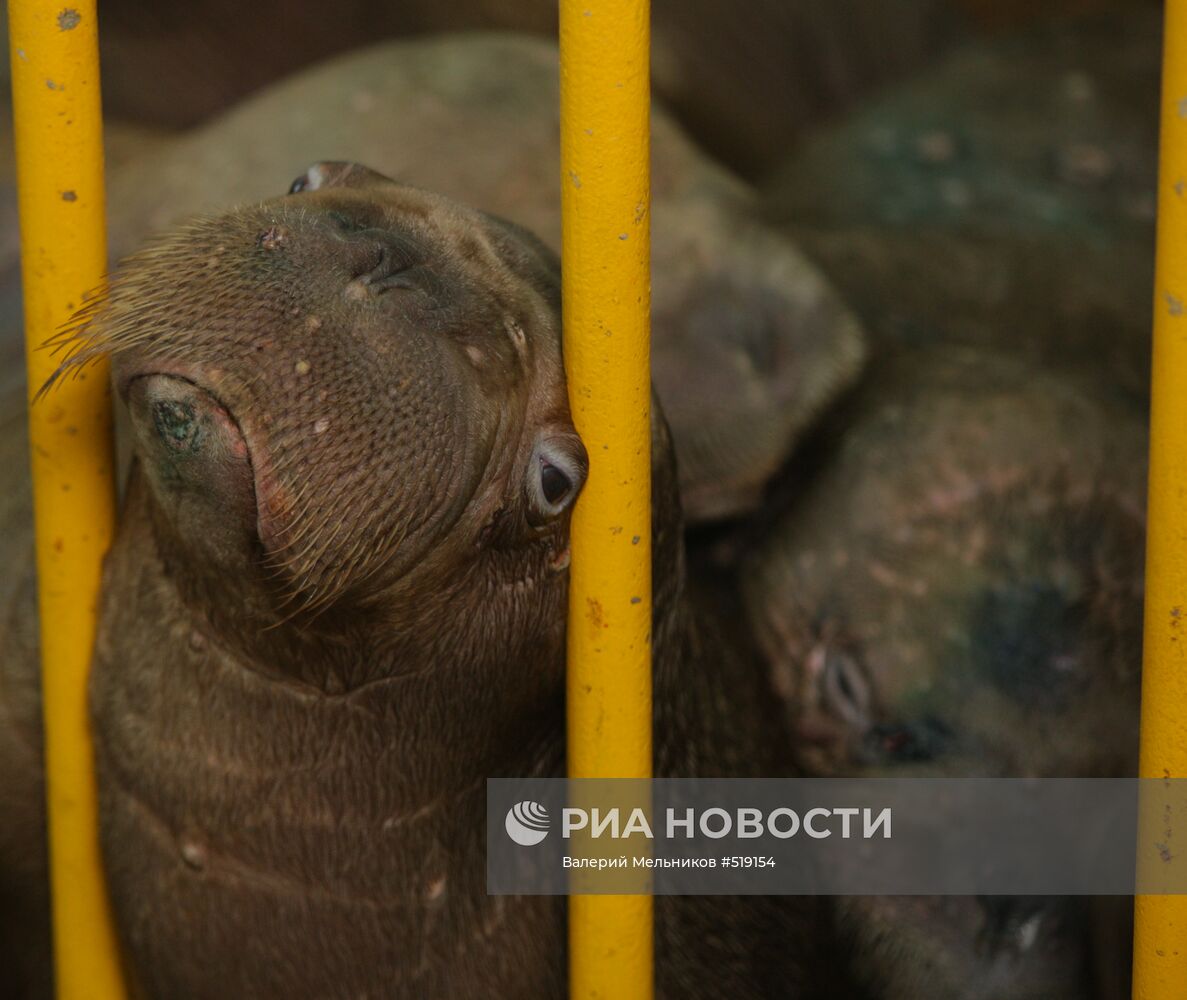 Двадцать два моржонка доставлены в Московский дельфинарий