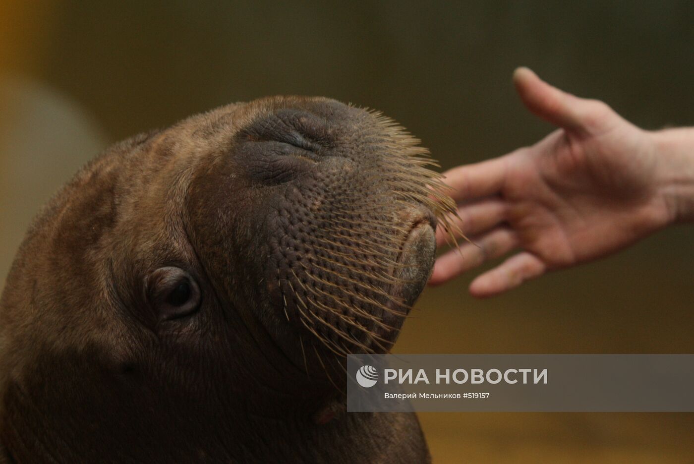 Двадцать два моржонка доставлены в Московский дельфинарий