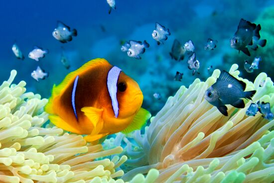 Подводный мир