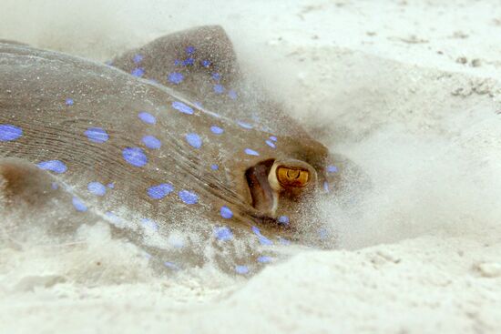 Подводный мир