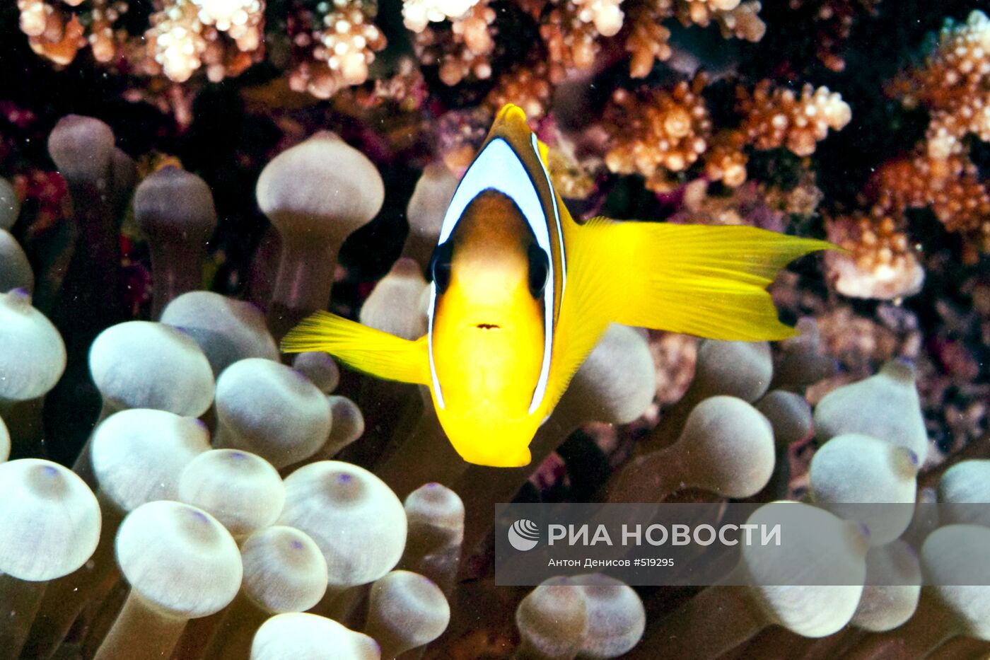 Подводный мир