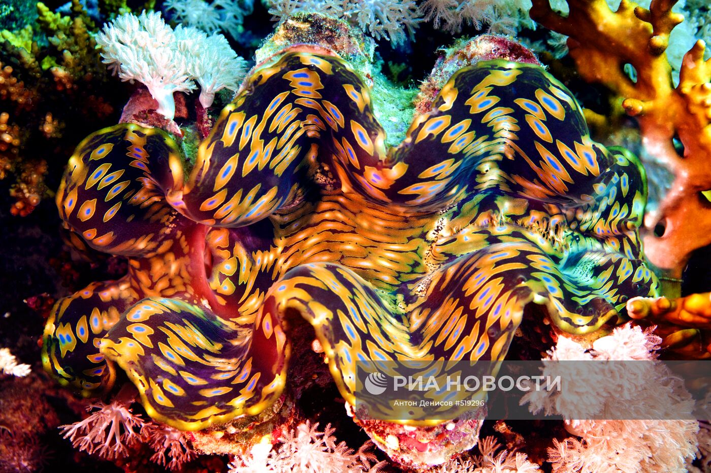 Подводный мир