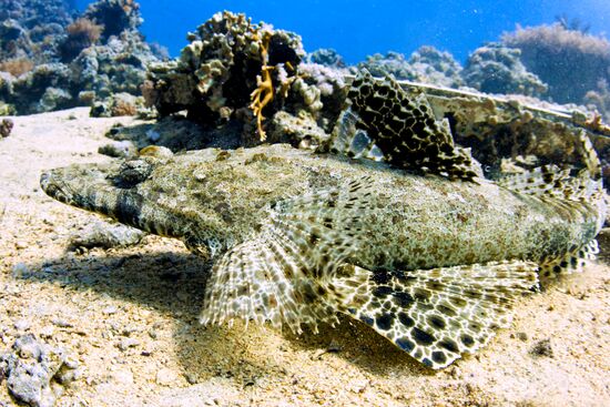 Подводный мир