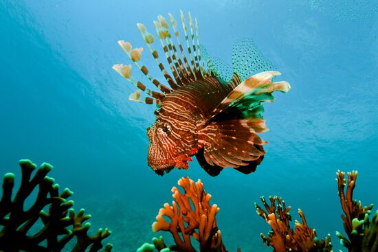 Подводный мир