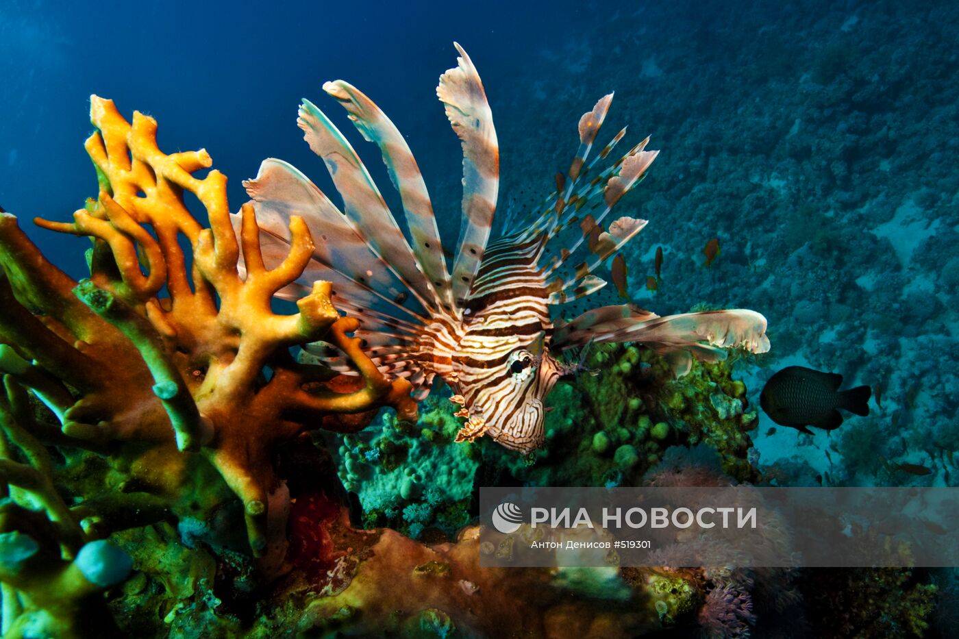 Подводный мир