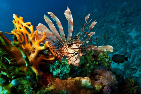 Подводный мир