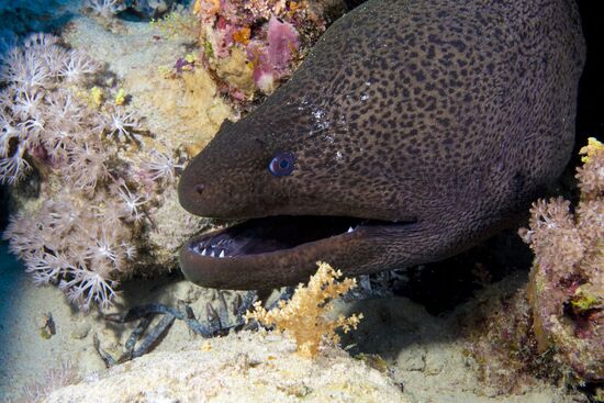 Подводный мир