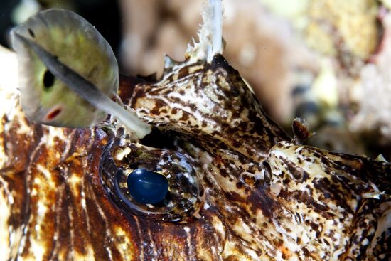 Подводный мир