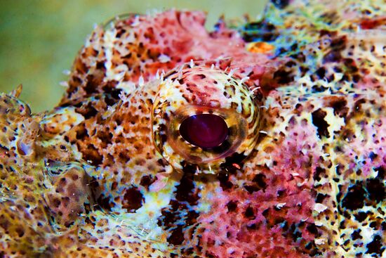 Подводный мир