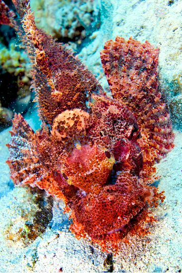 Подводный мир