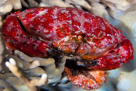 Подводный мир