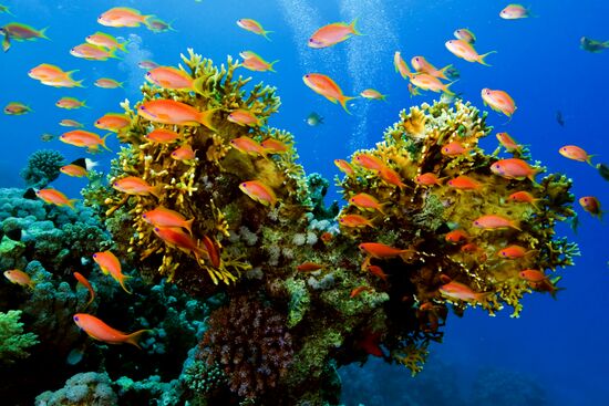 Подводный мир