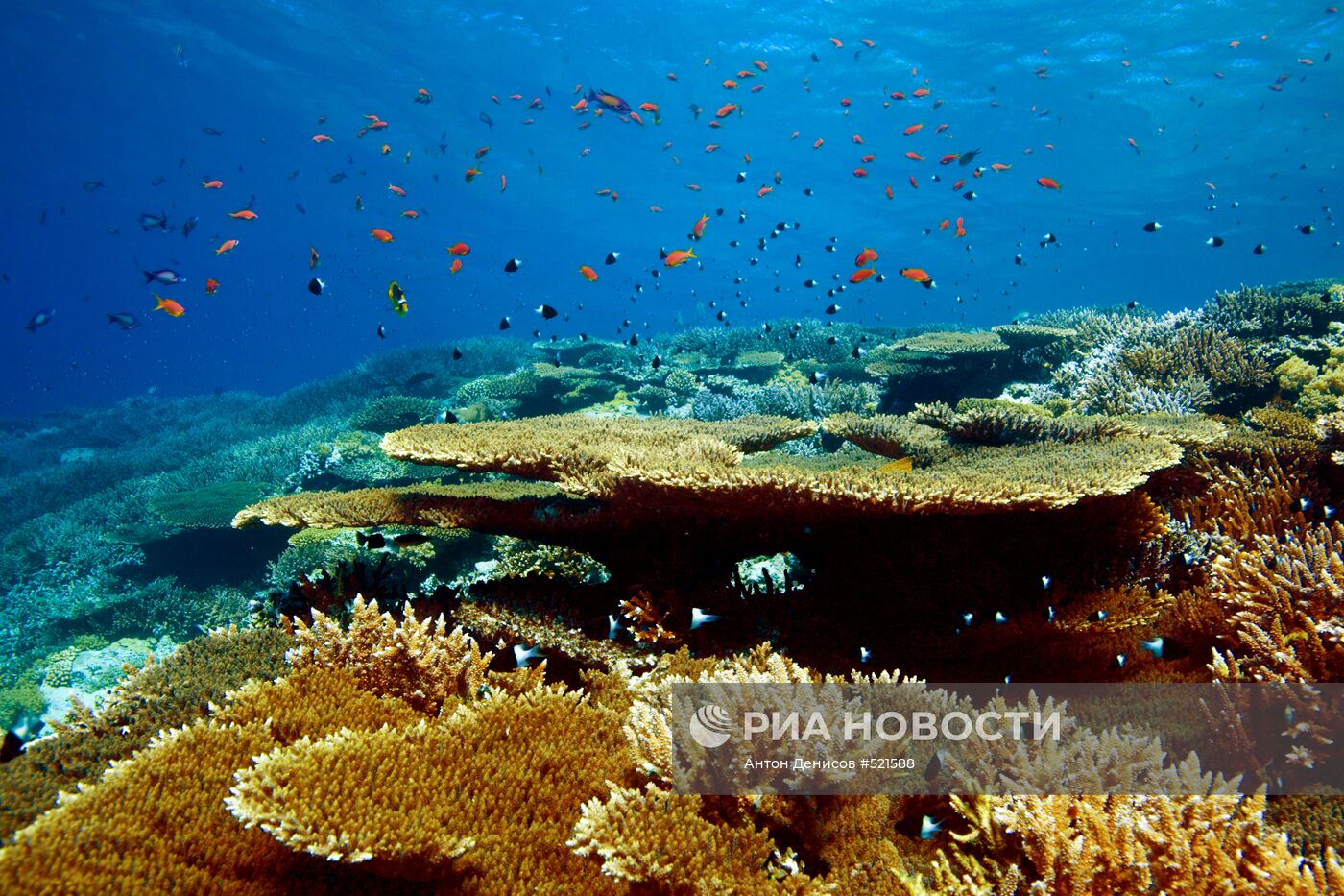 Подводный мир